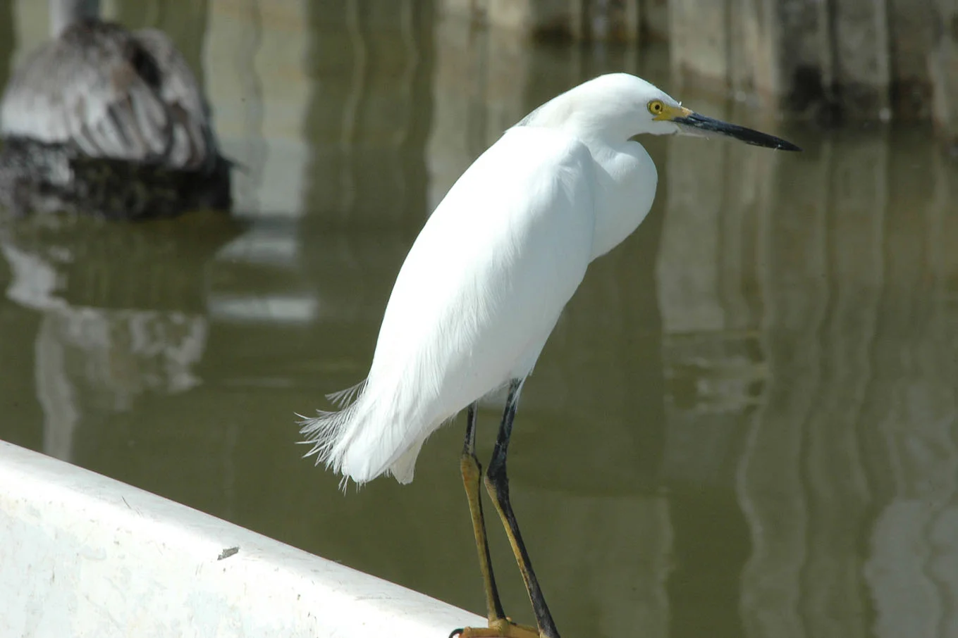 wildlife_008.jpg