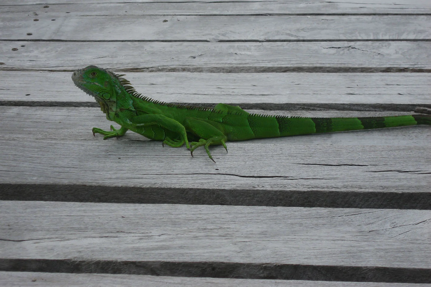 wildlife_012.jpg