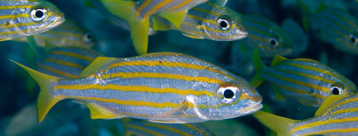 Striped Grunts