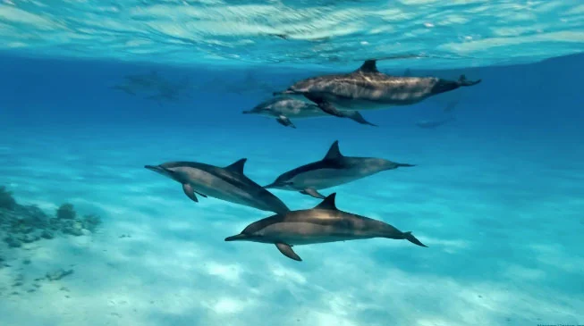 Dolphin Surprise!