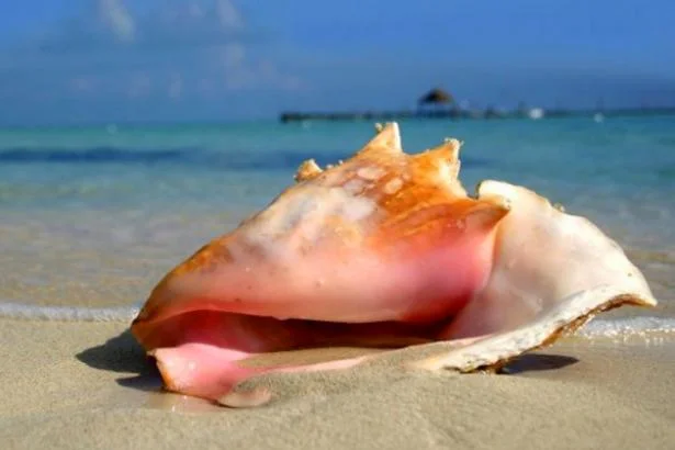 Conch Fest