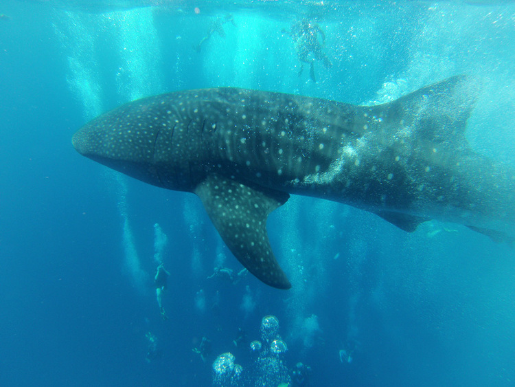 Big 5: Marine Animals in Belize