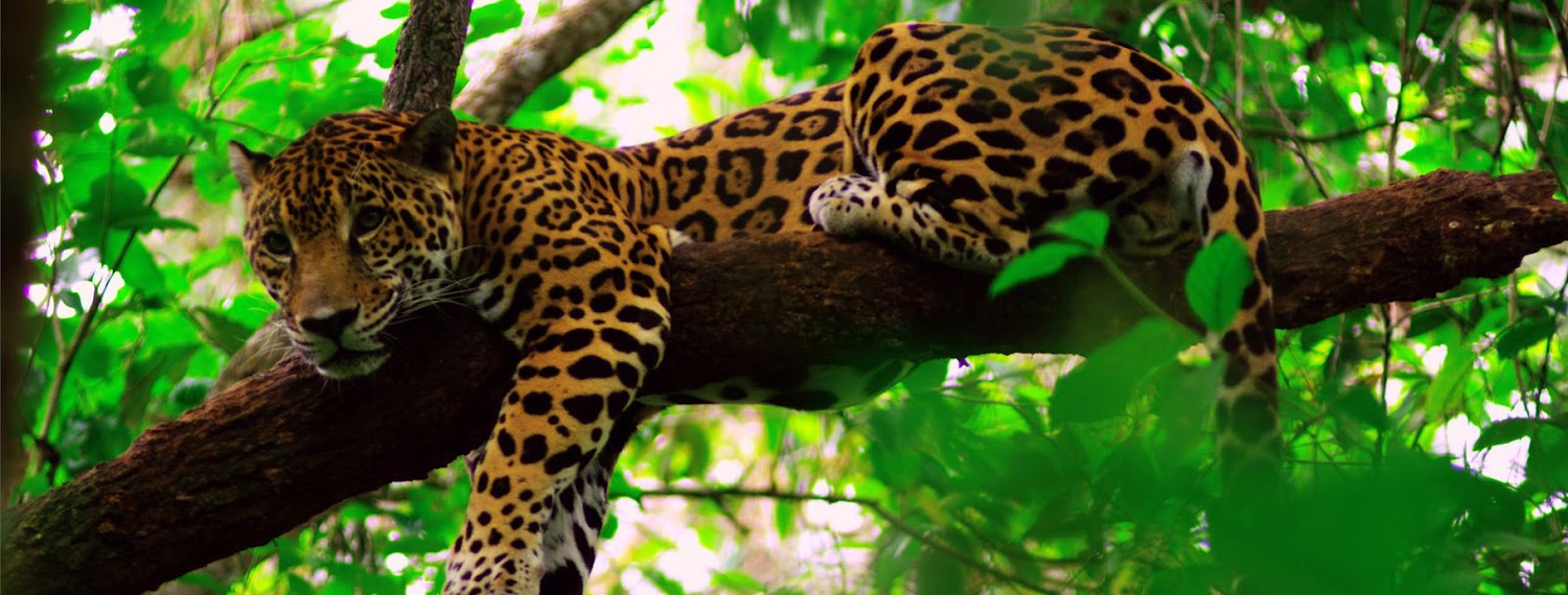 Belize Zoo