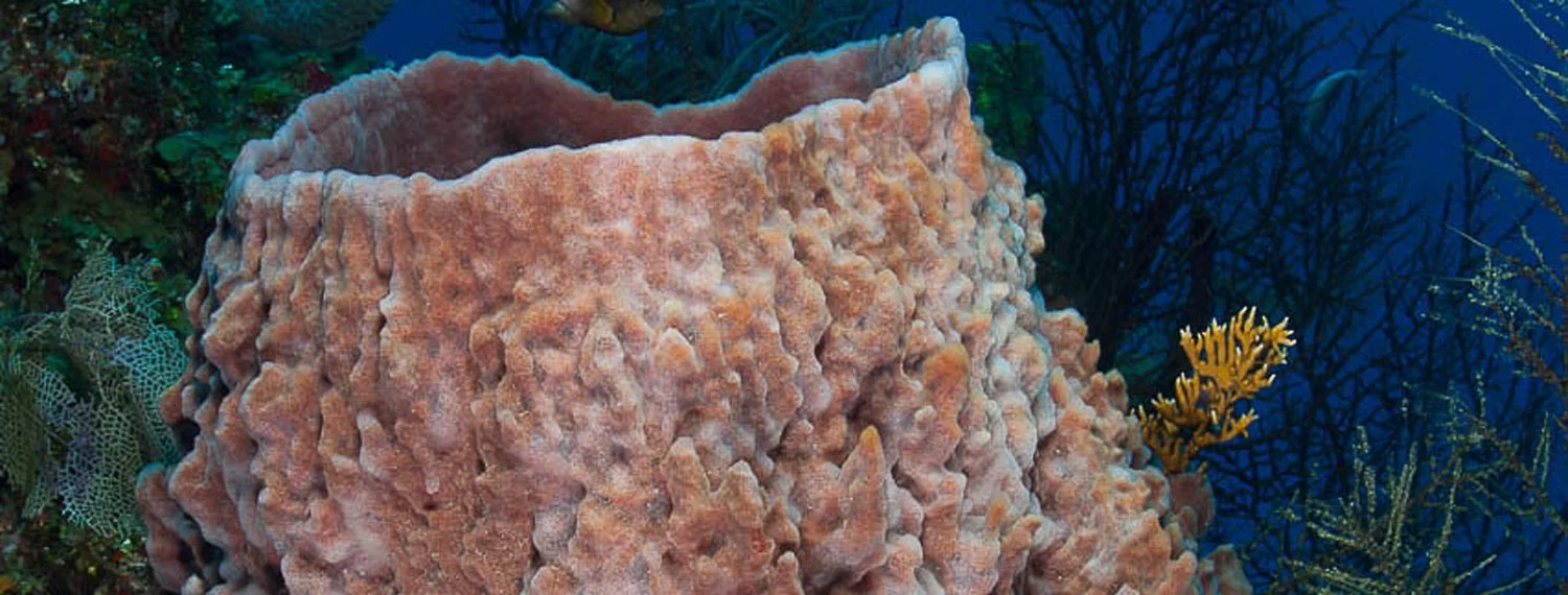 Giant Vase Coral