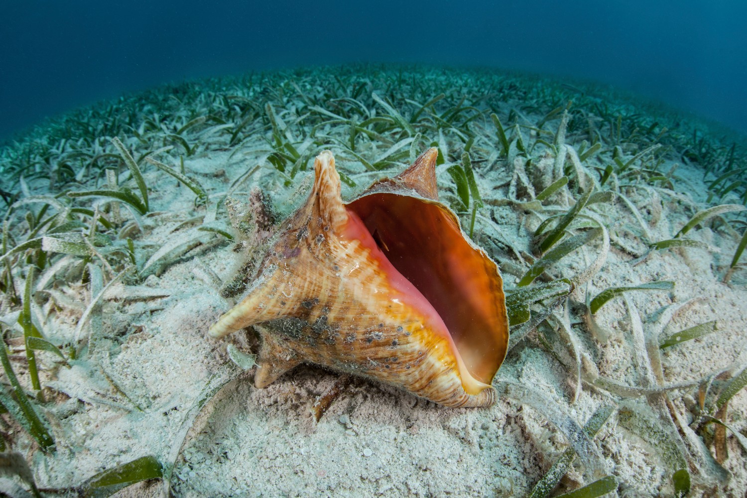 Diving Package | Thatch Caye Resort | Adventure Travel