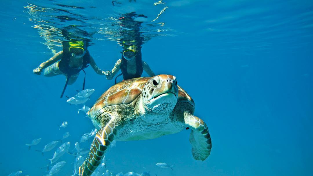 Copy of couples snorkel copy.jpg