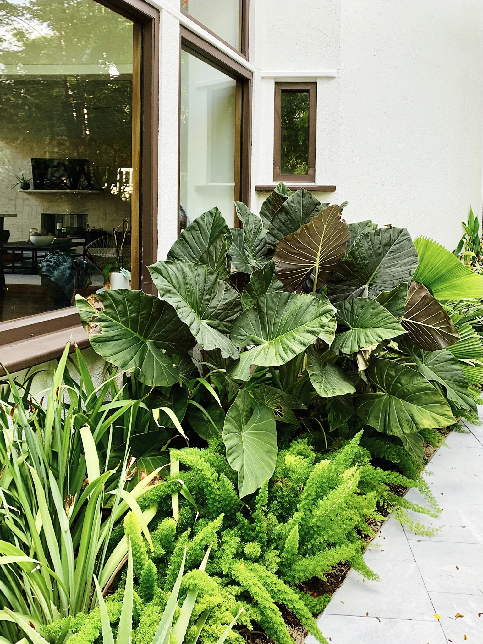 MORELEMPIRE_MOREL_EMPIRE_MIAMI_LANDSCAPE_PROJECTS_ IMG_9937.JPG