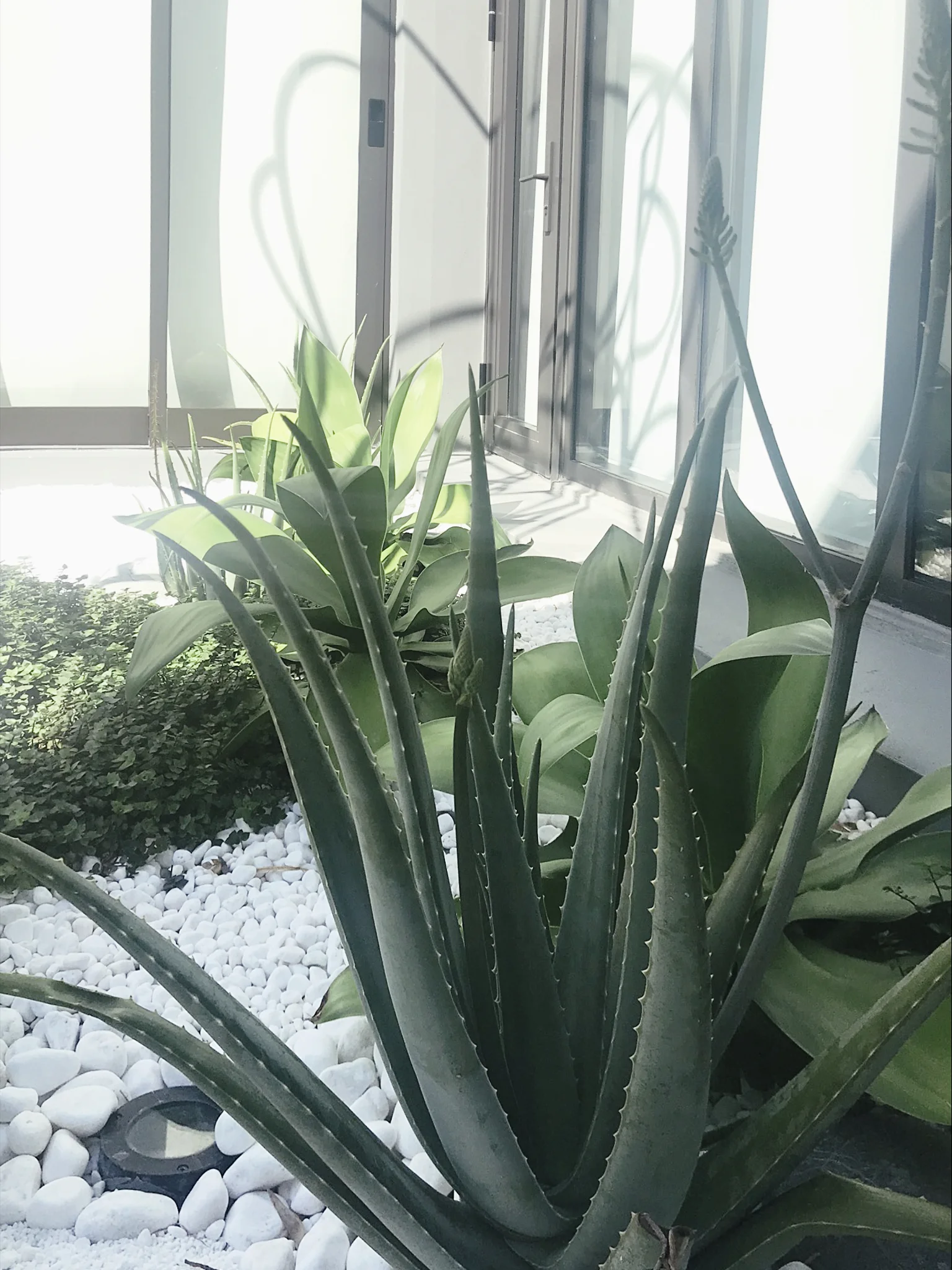 NOREMAC_MORELEMPIRE_MOREL_EMPIRE_MIAMI_LANDSCAPE_PROJECTS_ IMG_9918.JPG