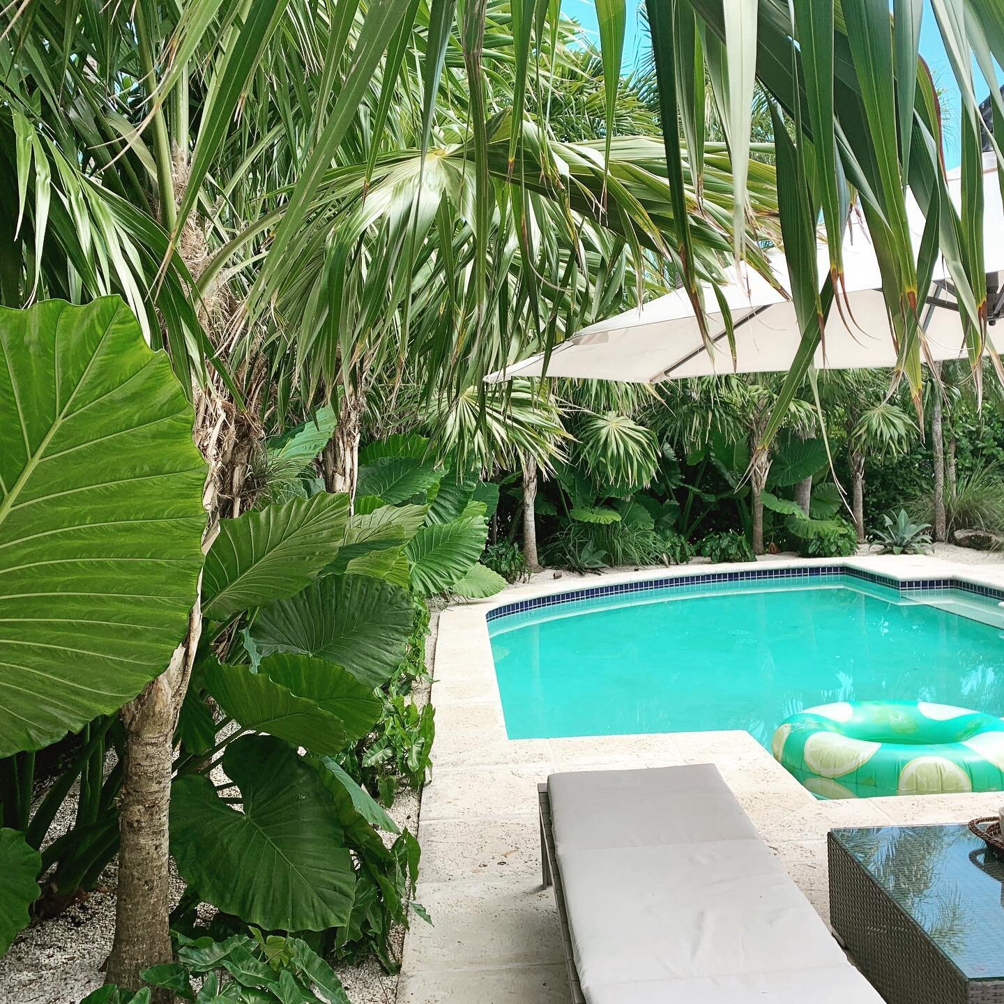 Poolside plants by @overlandmiami #miamilandscaping #landscapingdesign #landscapeconstruction #designbuild