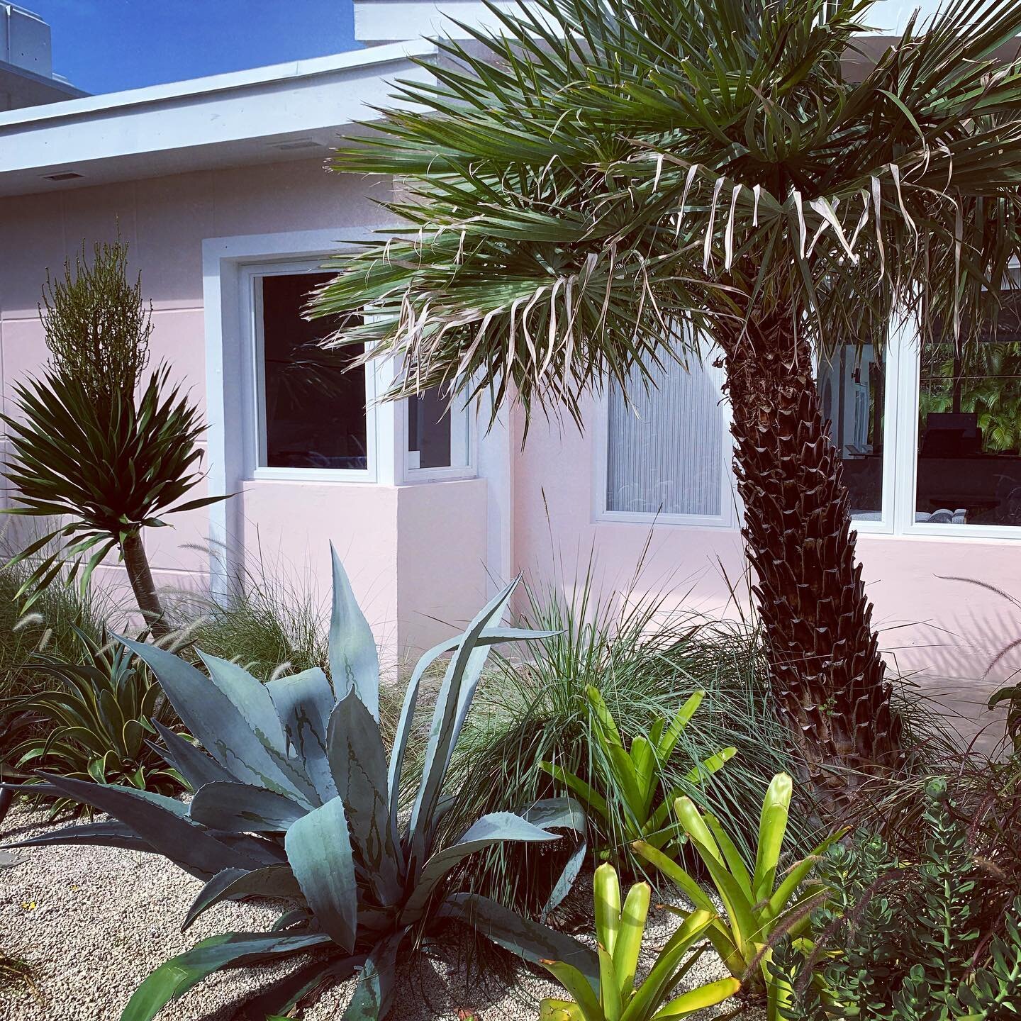 Pretty in Pink by @overlandmiami #landscapedesign #miamibeachlandscape #designer #succulents #midcenturymodernhome #palmsprings