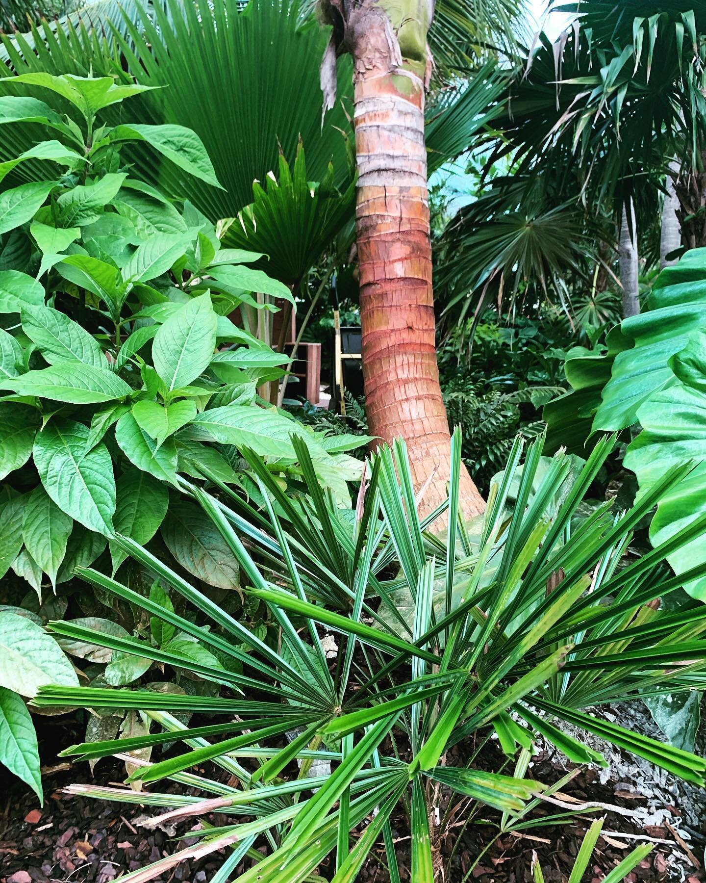 We found a spot for it. 😊Thanks @nativetreenursery #palmsofinstagram #licuala #landscape #tropicalvibes