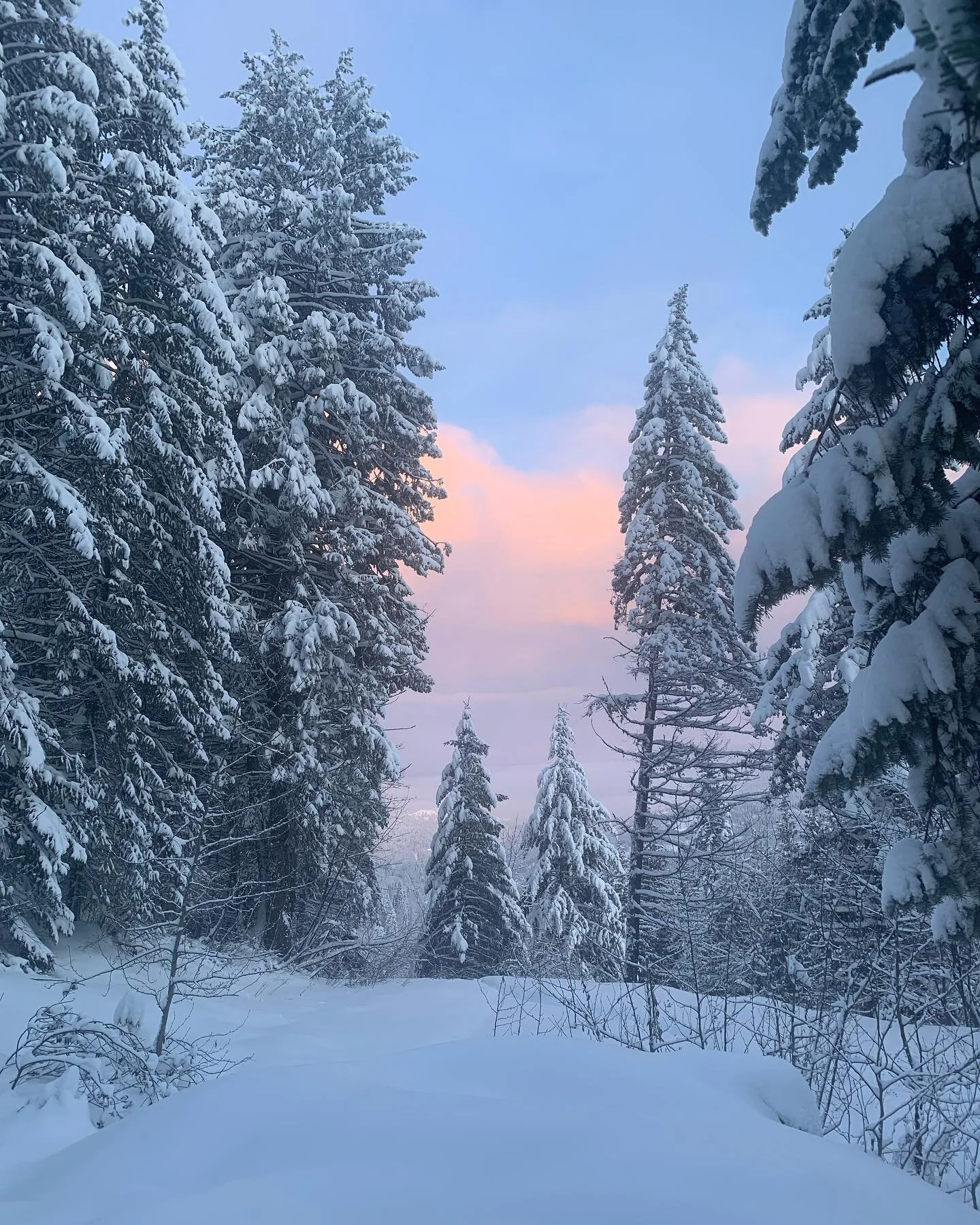 Love those tall mountain trees!