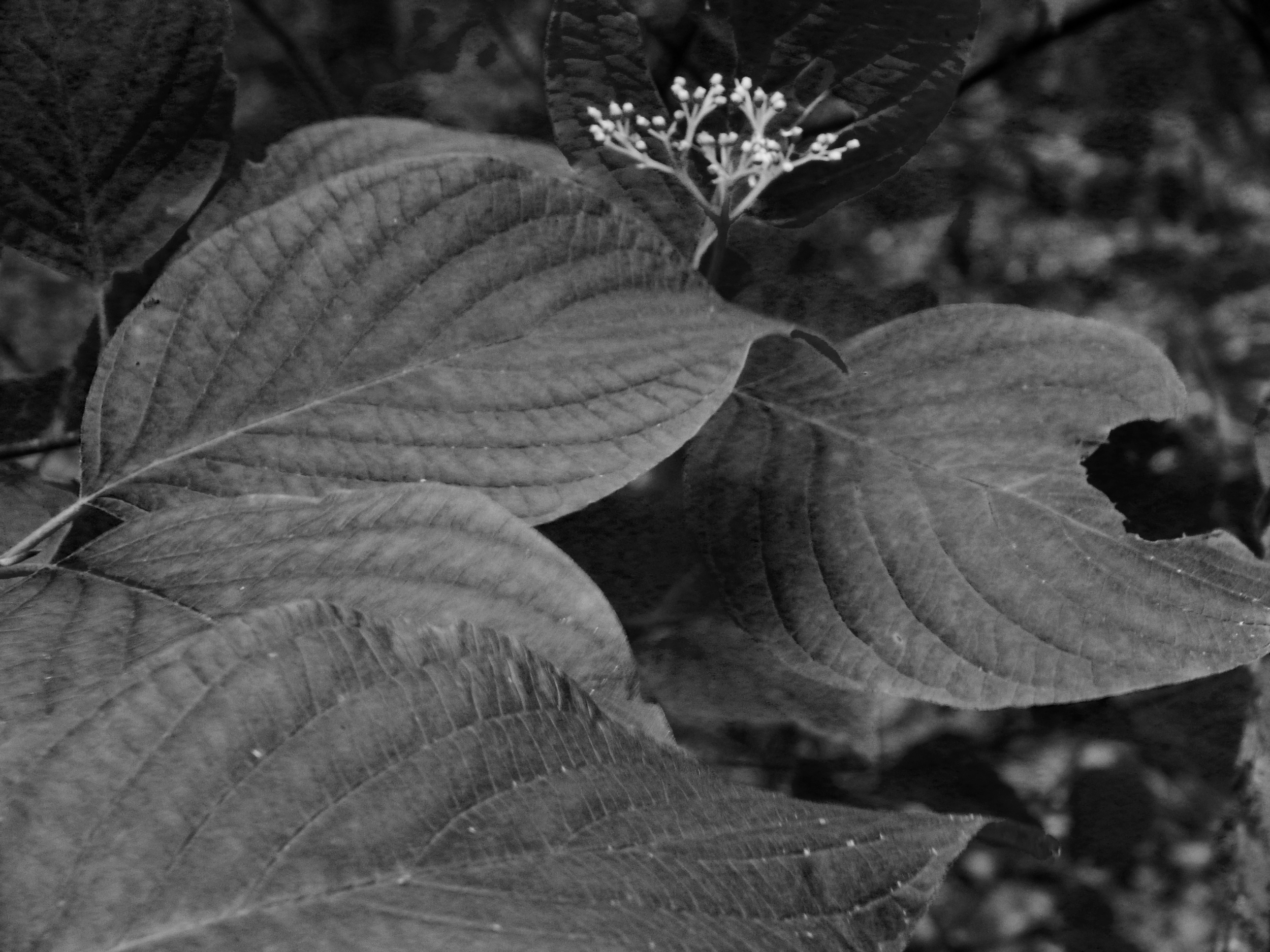 hosta leaves