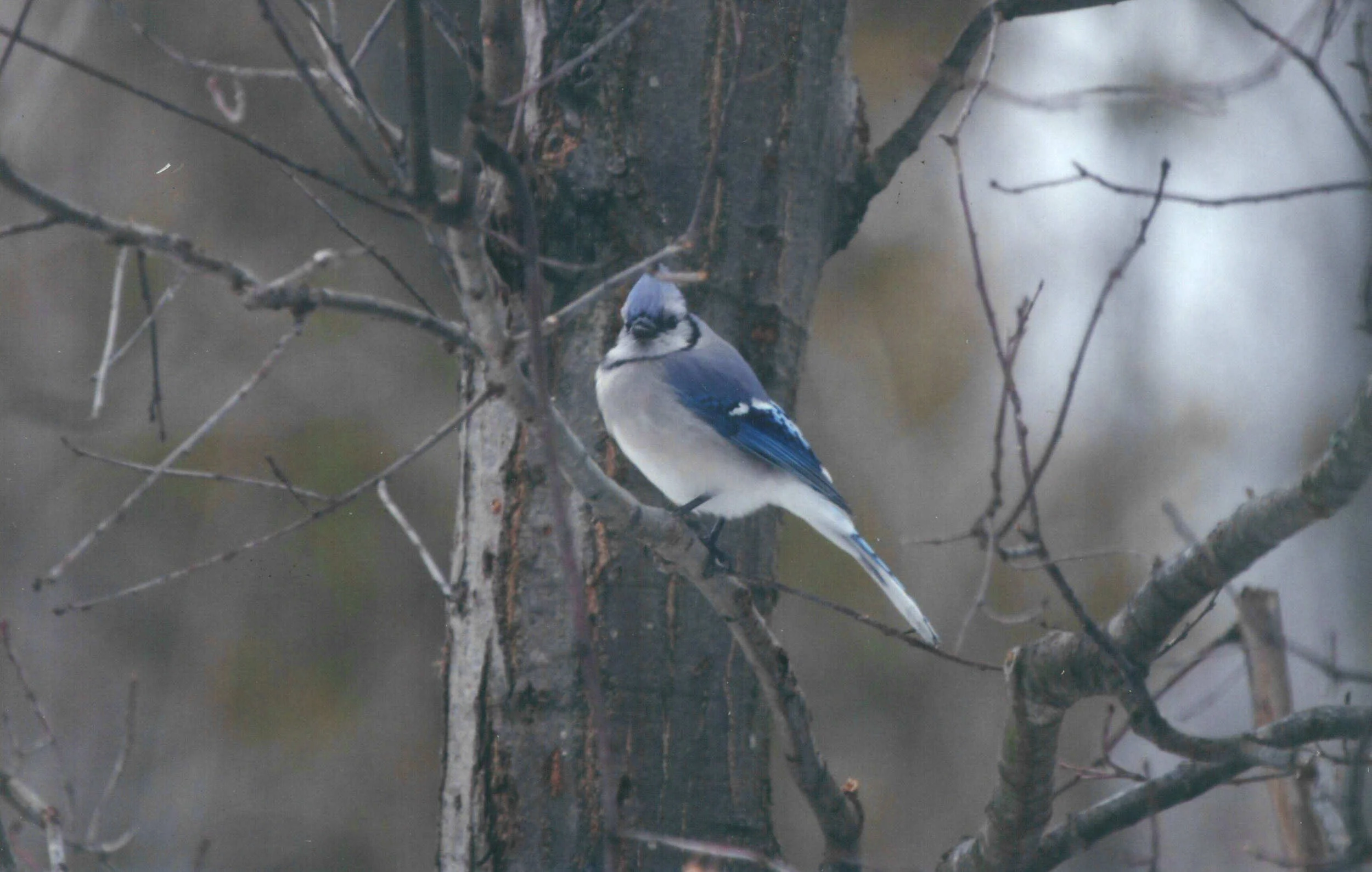 Blue Jay