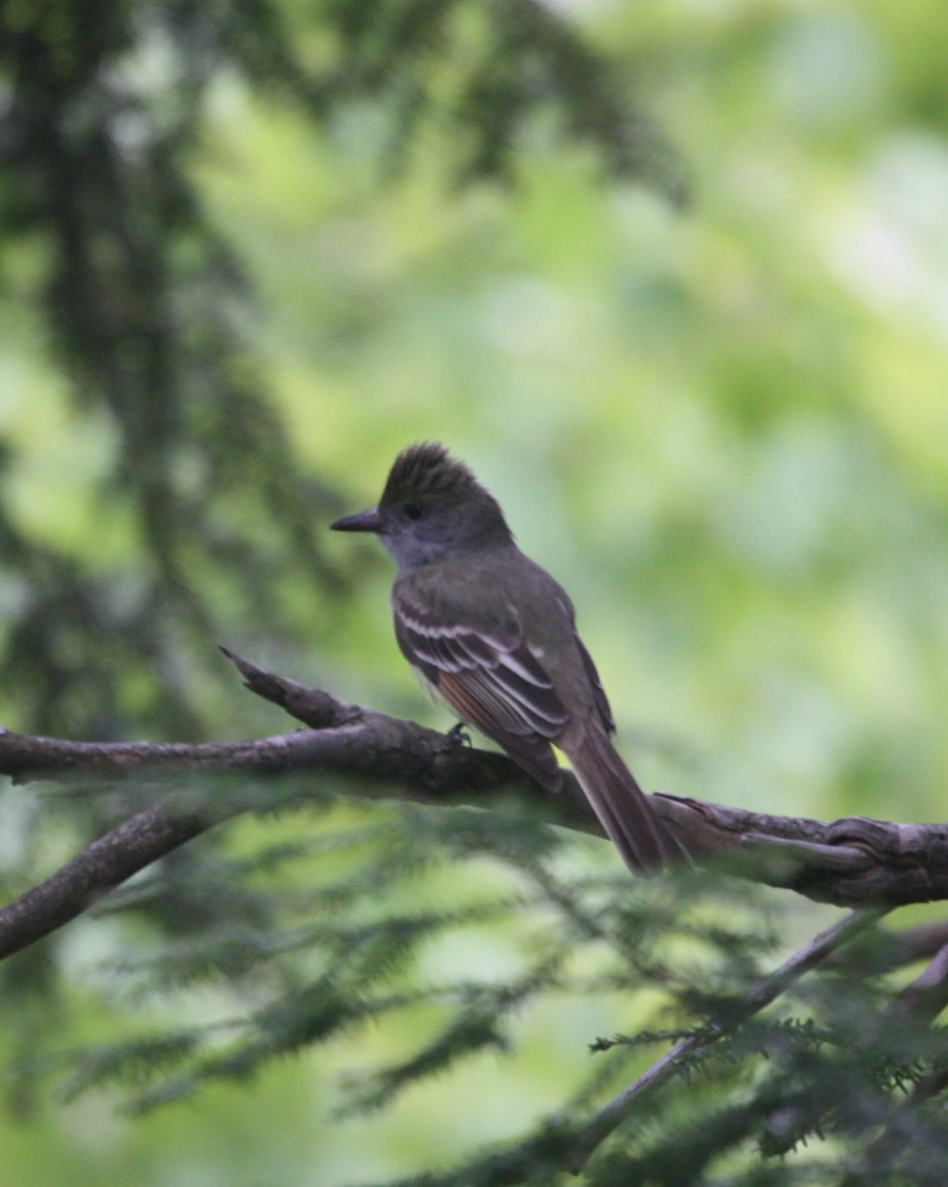 Eastern Phoebe