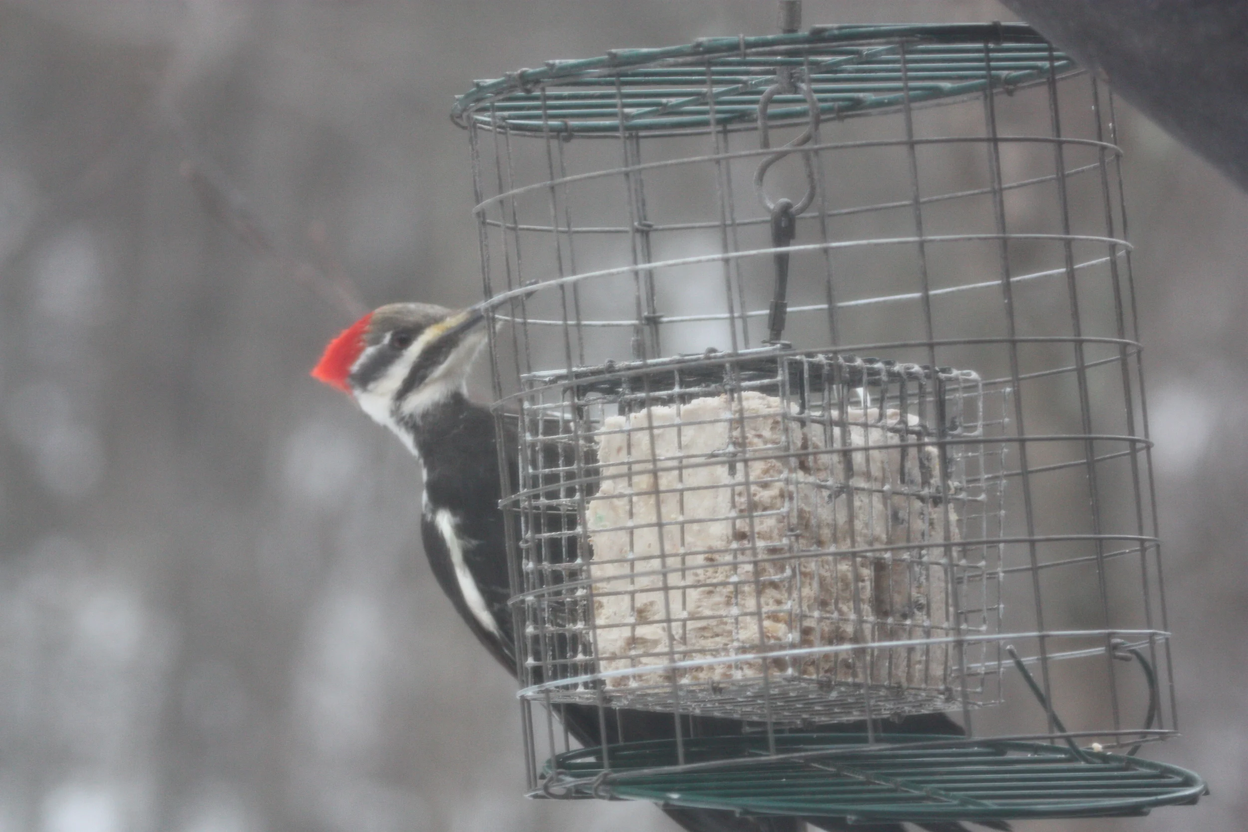 Pileated Woodpecker