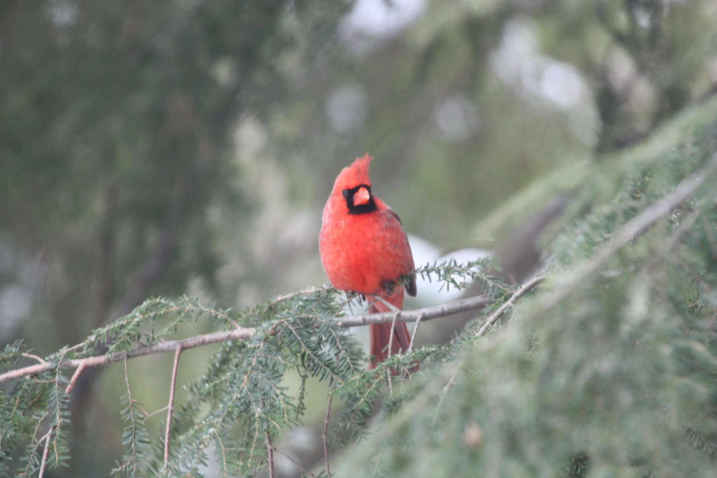 Northern Cardinal