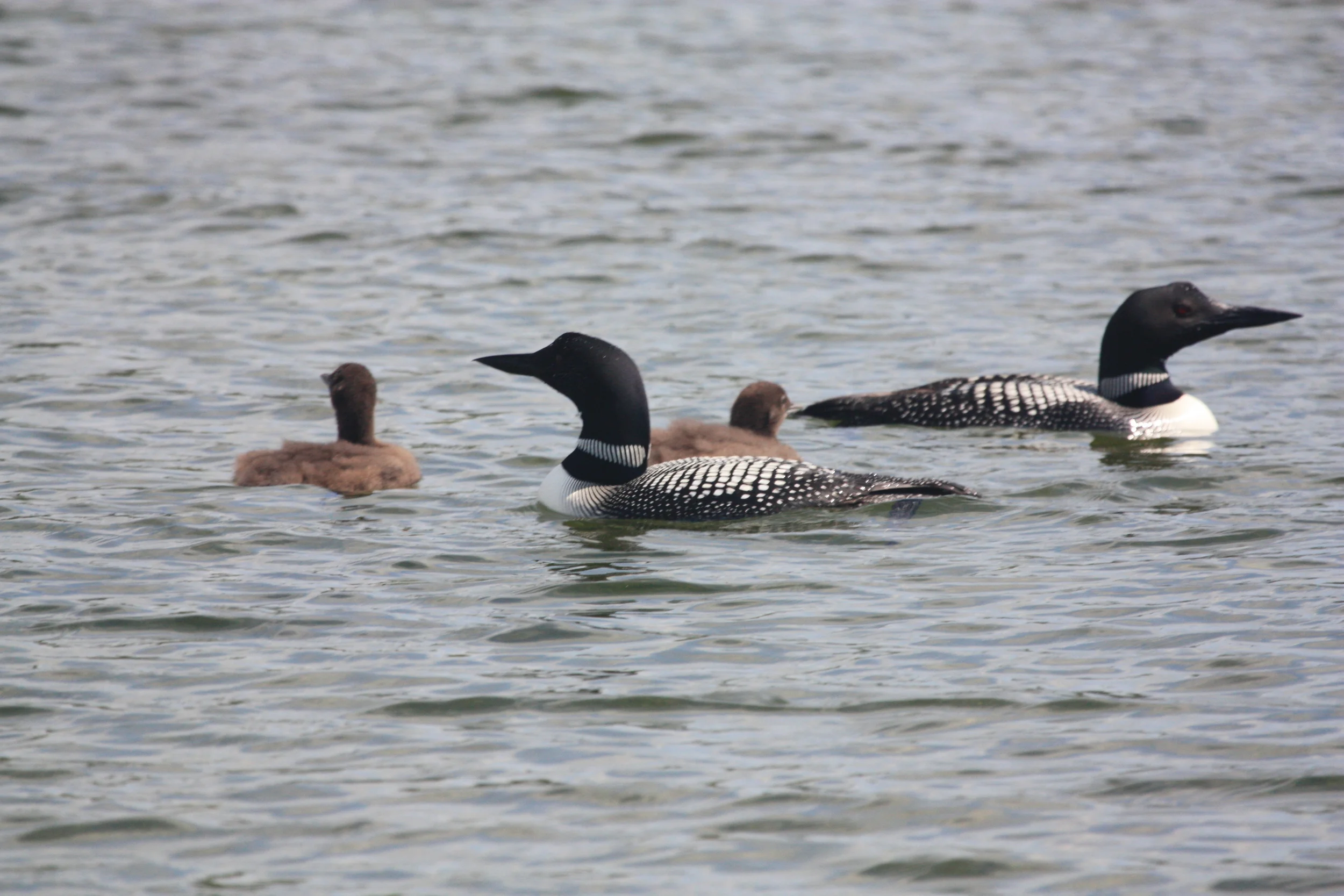 Loon family on the lake