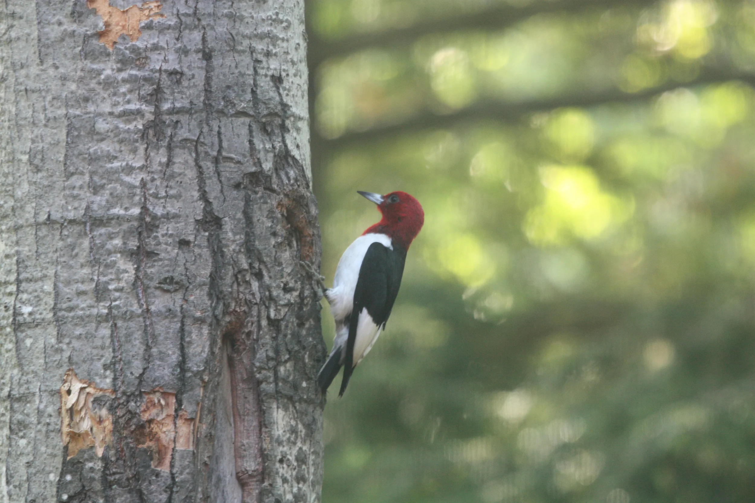 Red Headed Woodpecker