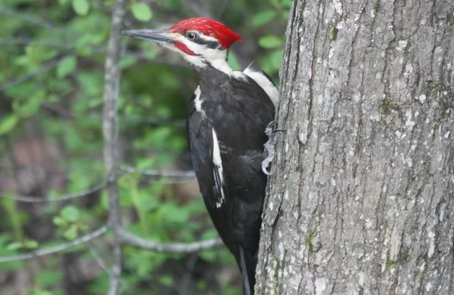 Pileated Woodpecker