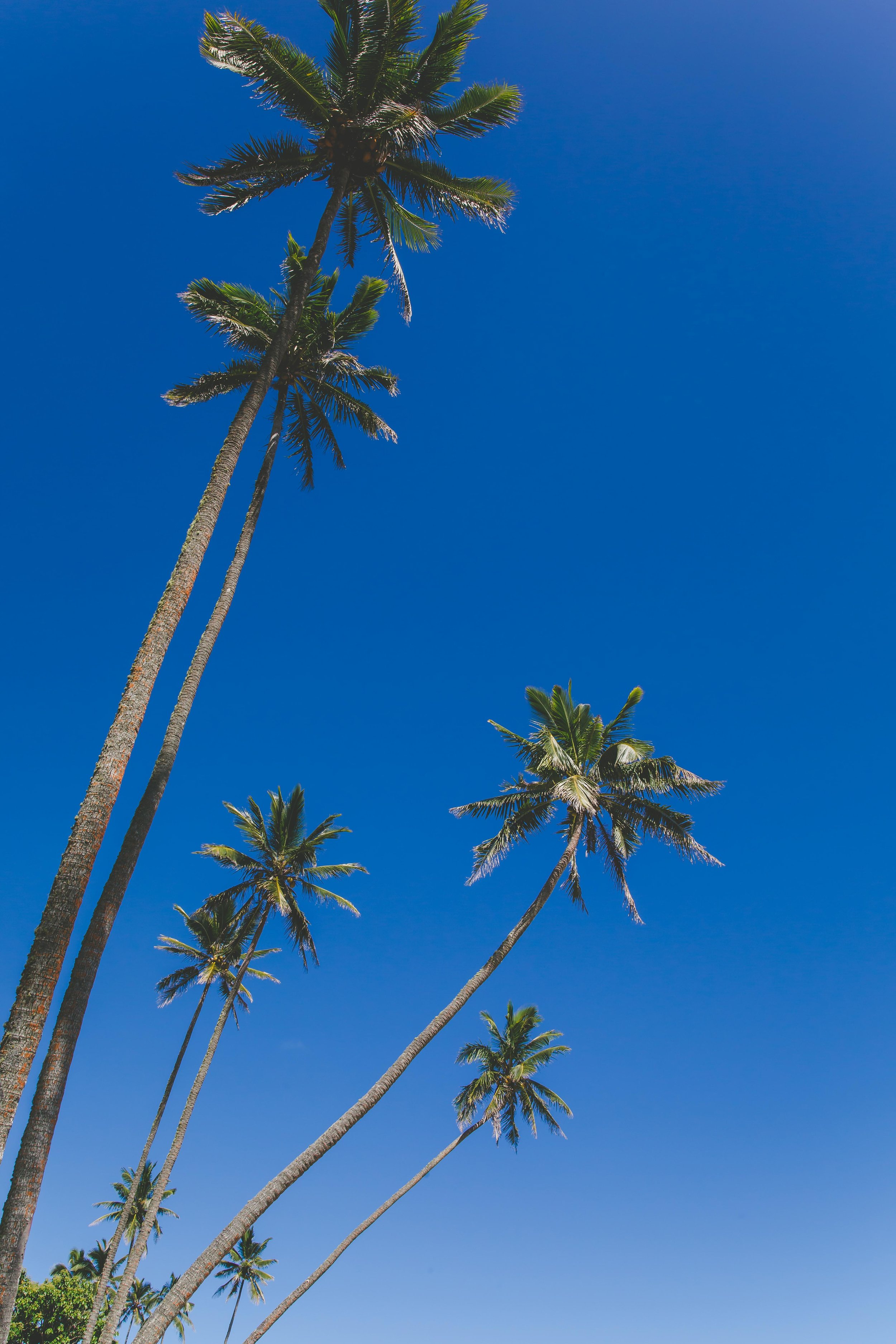 Rarotonga Palm Trees 