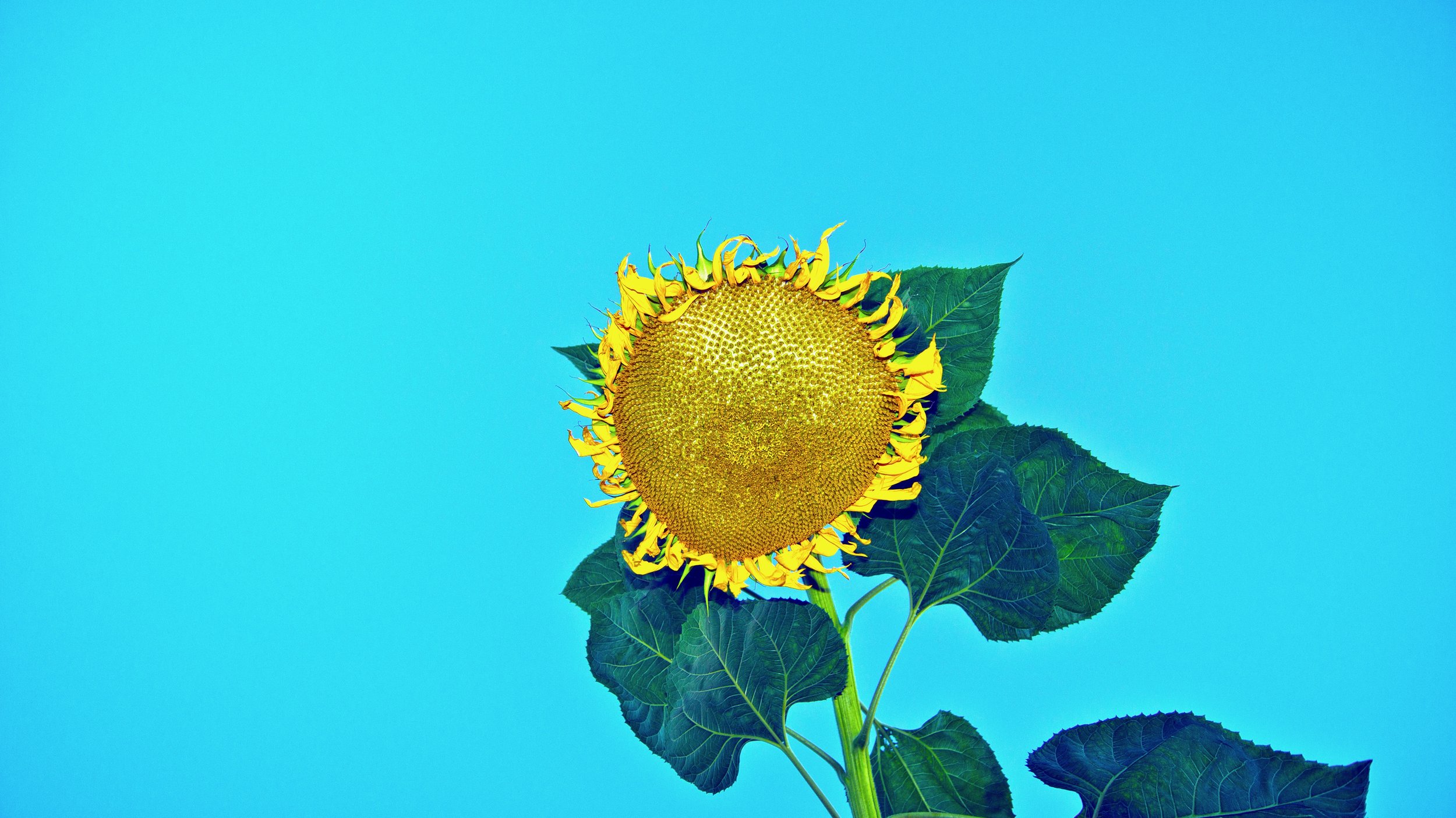 Sunflower.jpeg