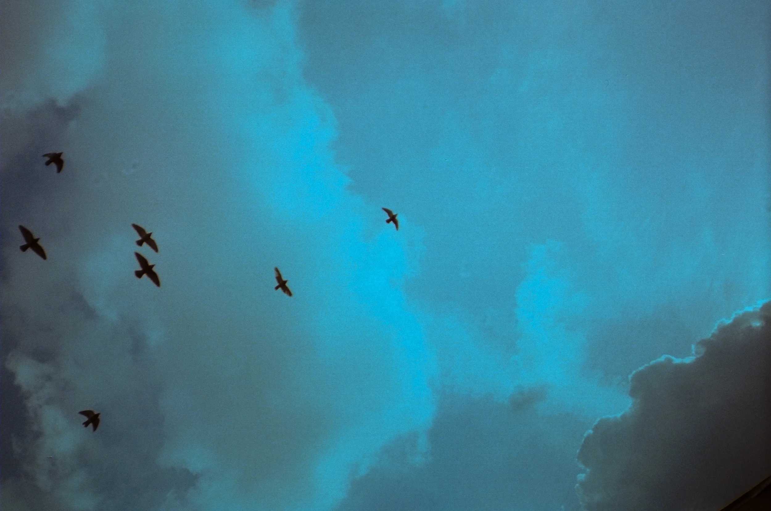 gulls&clouds.jpg