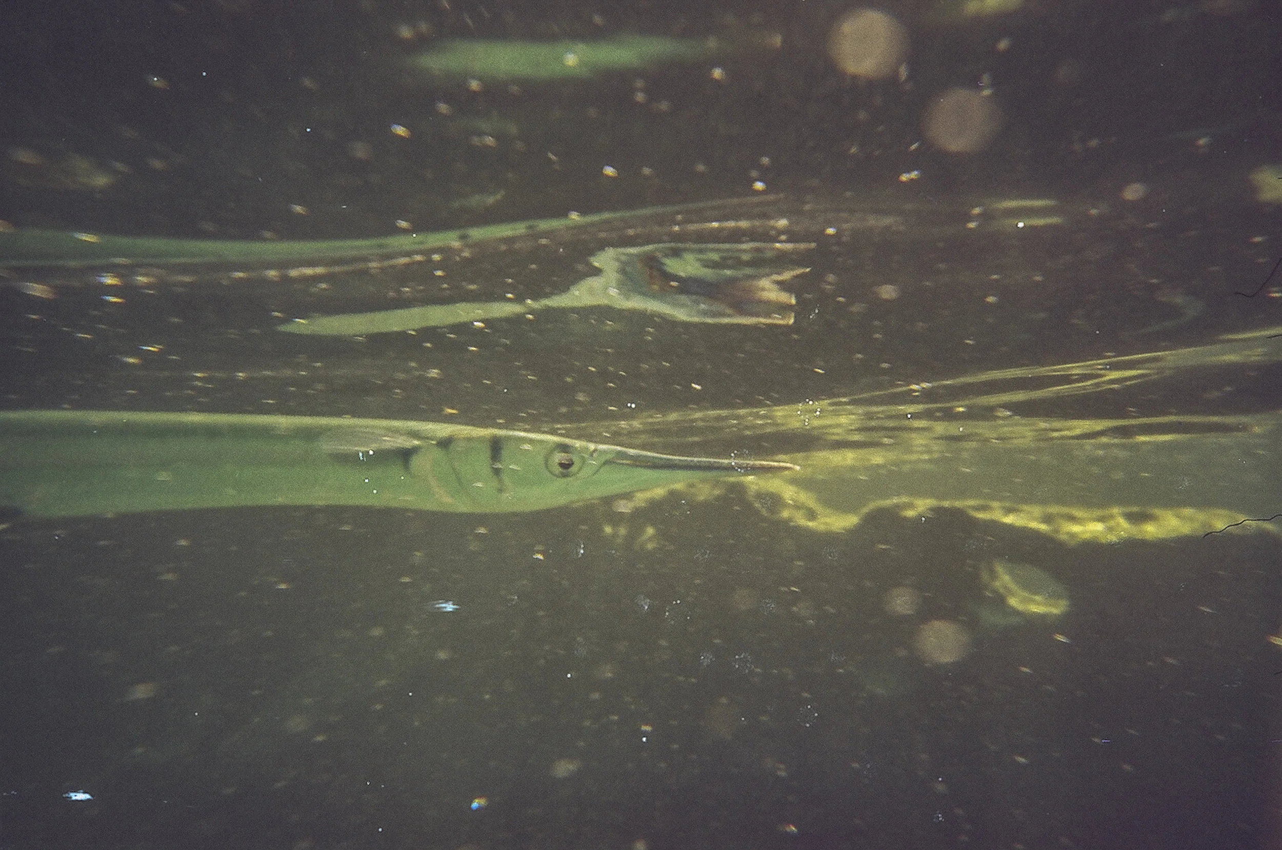 lagoon fish insta copy.jpg