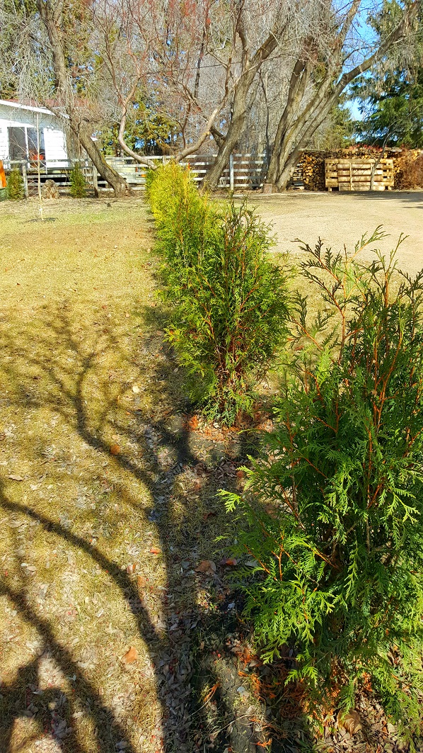 April 2016 Techny Cedar hedge in st. paul, ab