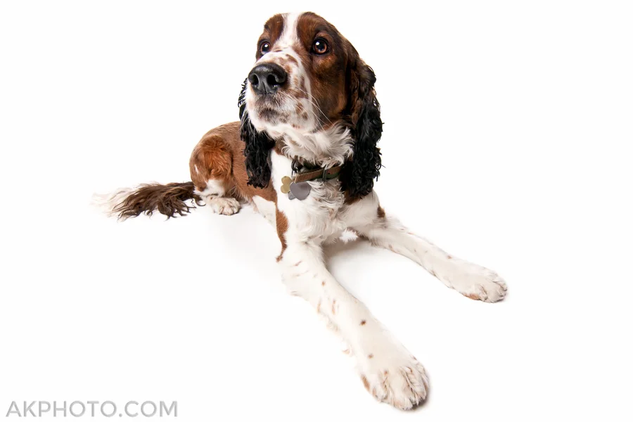 denver-pet-portraits-1-2.jpg