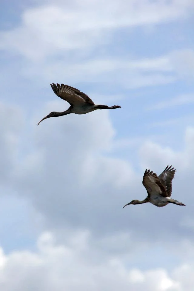 FlyTogether.jpg