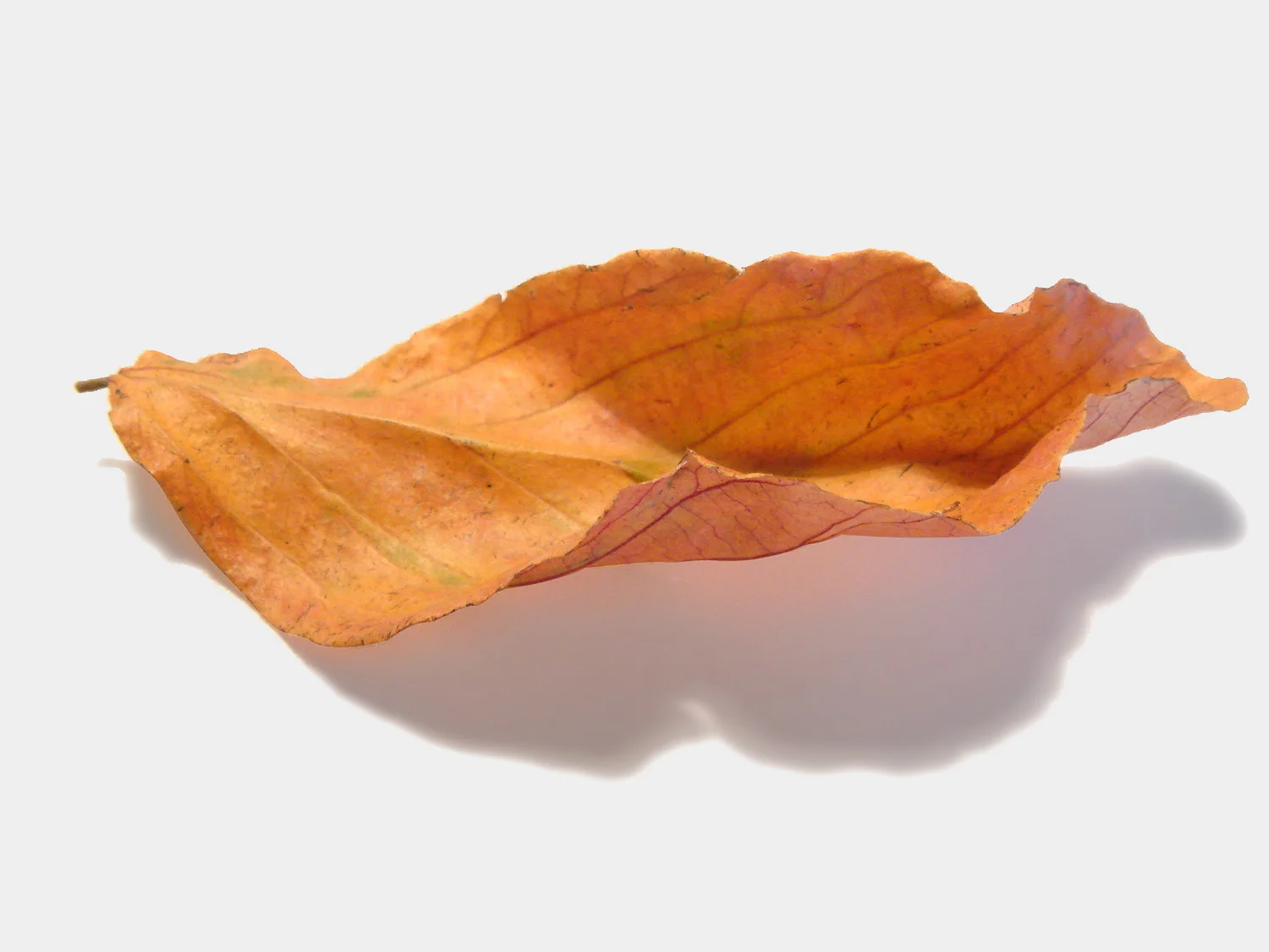 Blatt-grau.jpg