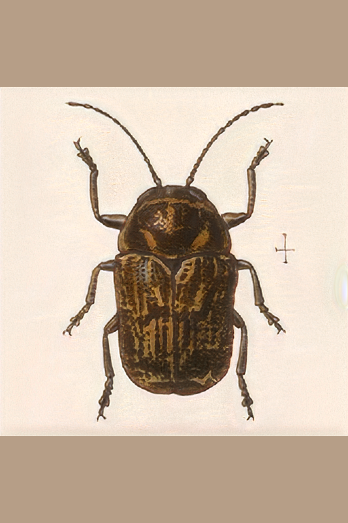 beetle.s01.051.png