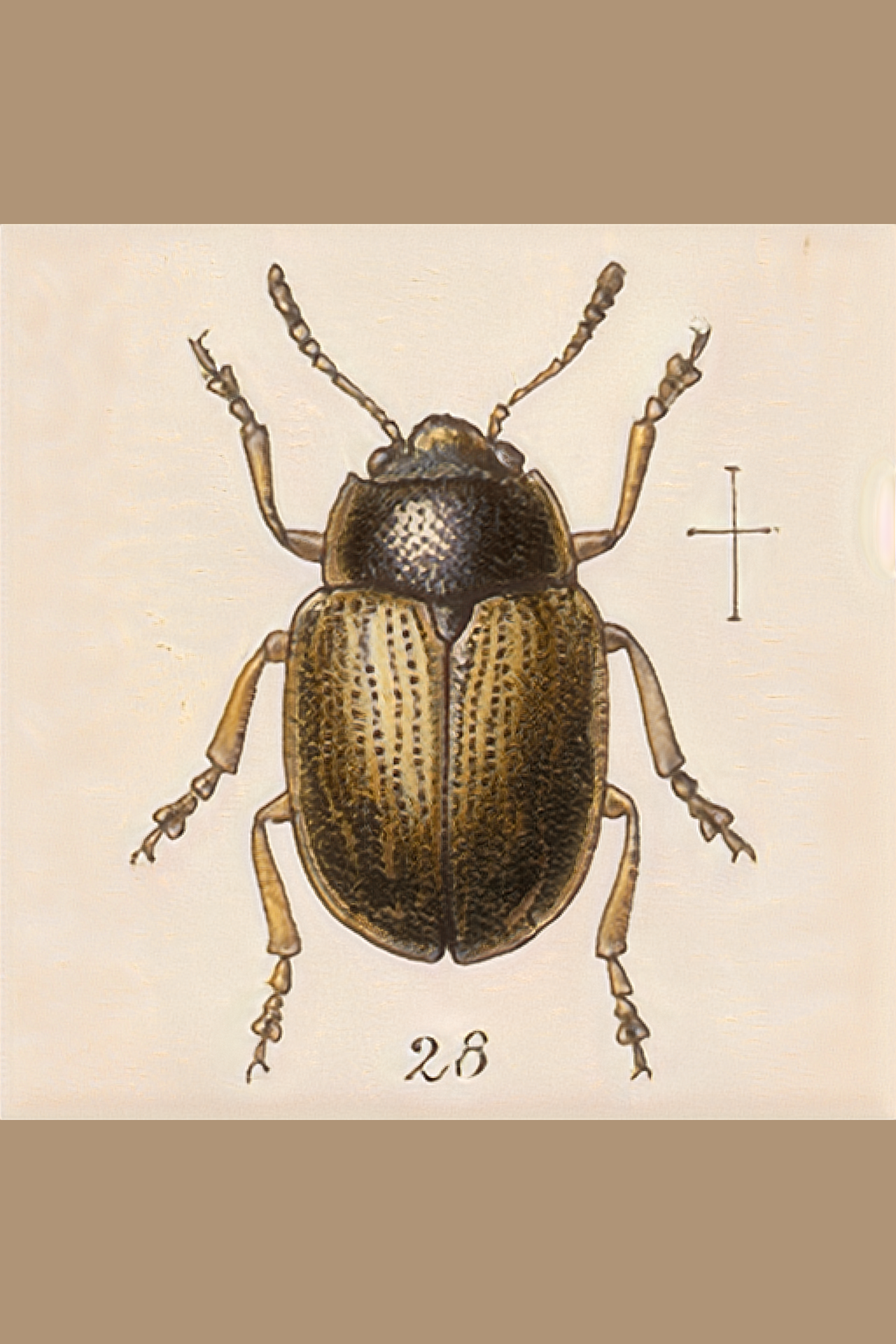 beetle.s01.064.png