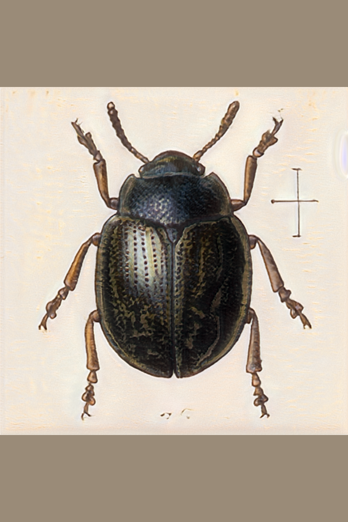 beetle.s01.073.png