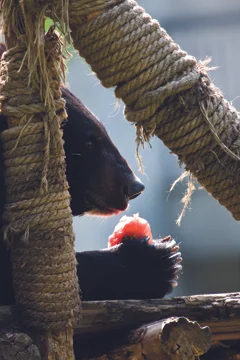 %a9 Tommaso Gesuato 0S3Q7455.jpg