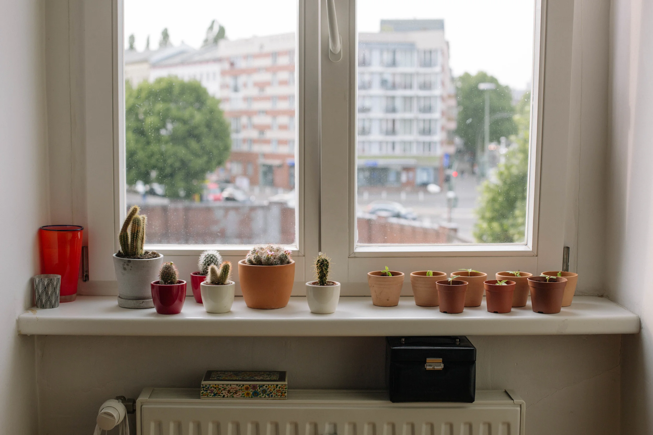 May 2015: Chilli seedlings in their new homes.