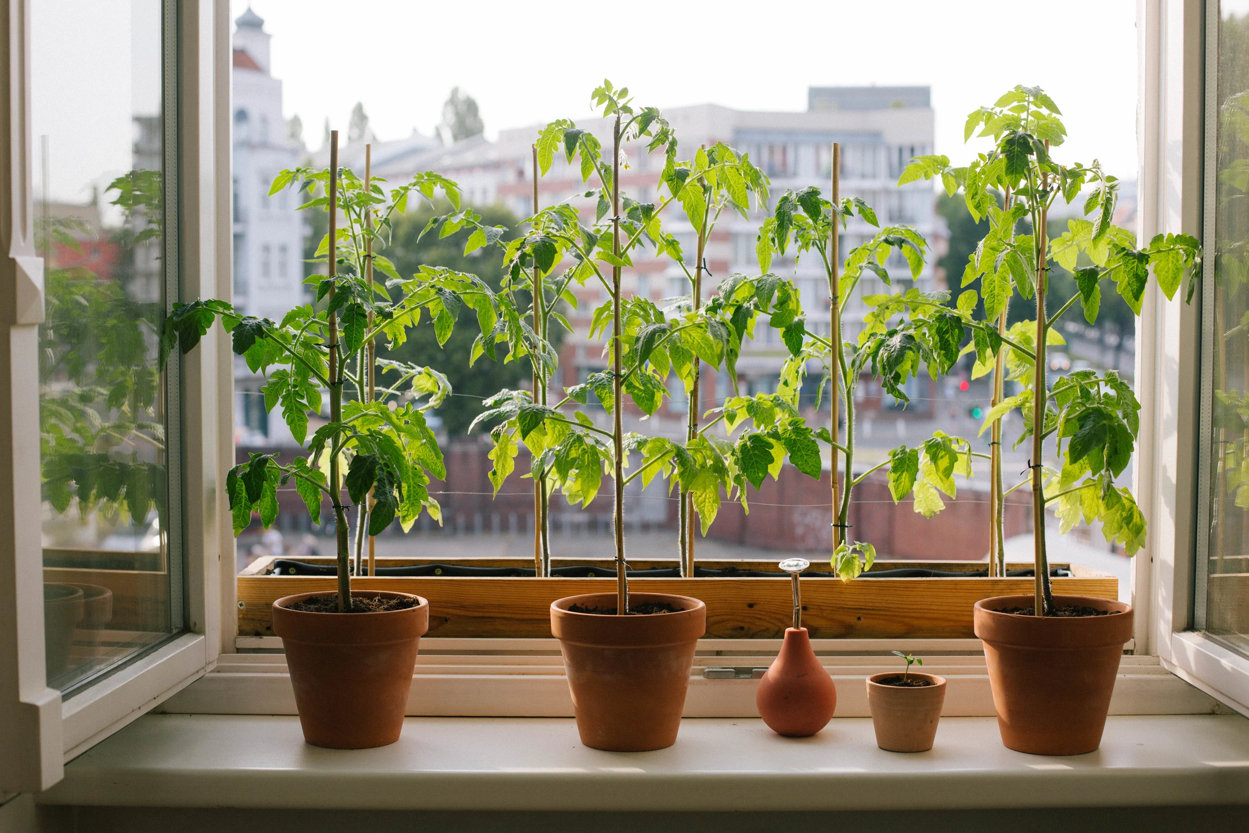 July 2015: Our window box & pot tomato plants and a tiny lemon seedling.