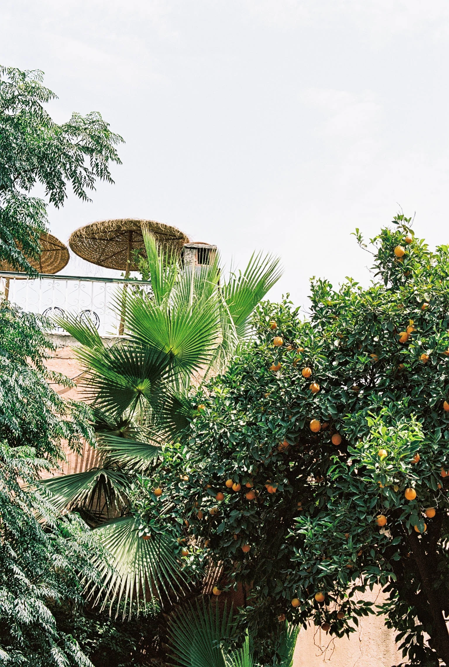 A tree full of Seville oranges – or bitter oranges – commonly used to make marmalade