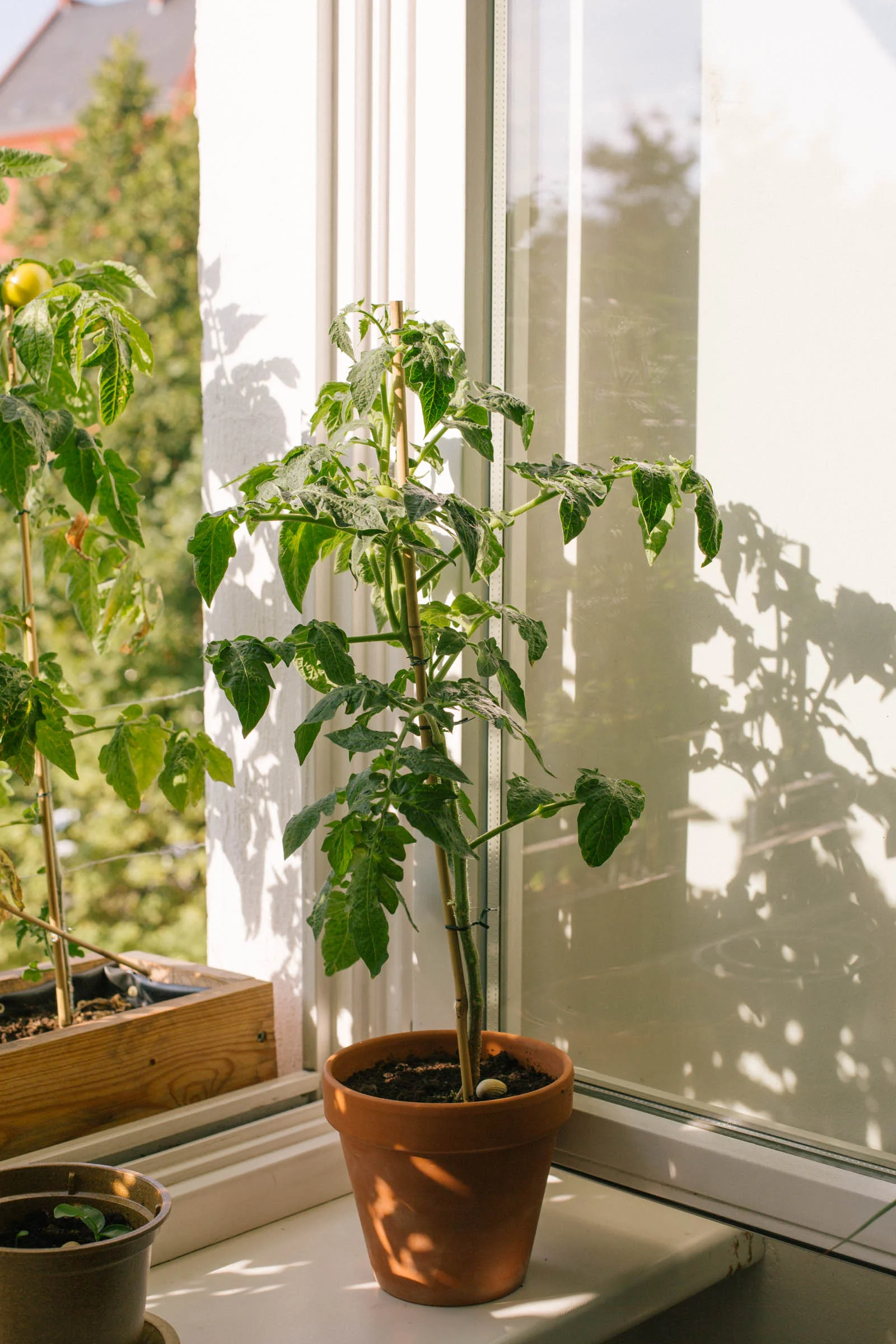 August 2015: The tomatoes on the inside windowsill are taking a little longer to grow.