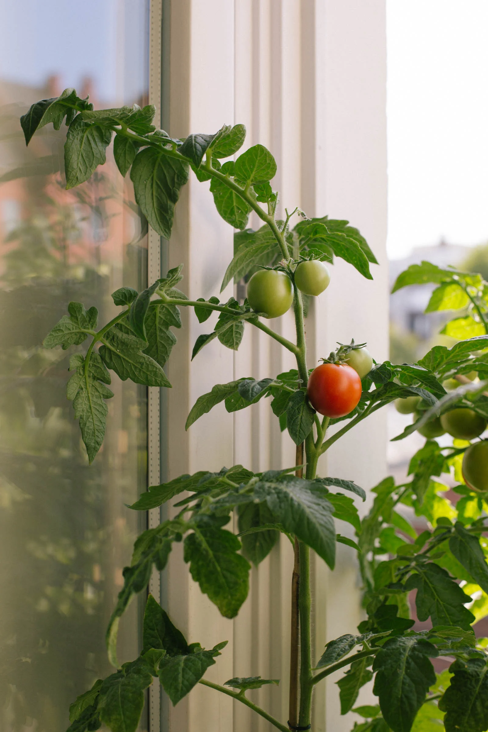 August 2015: A red tomato ready for picking.