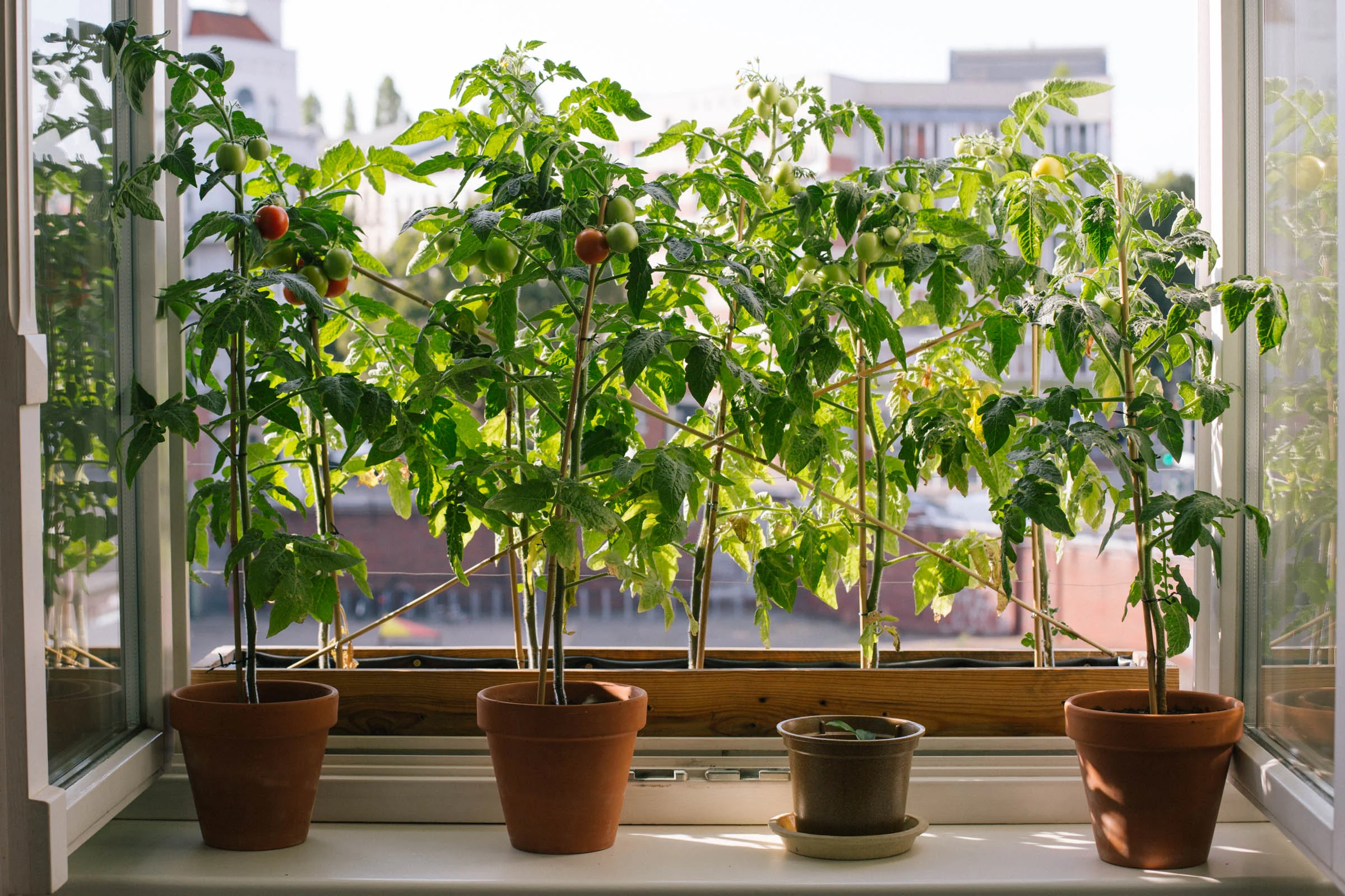 August 2015: A wall of green.