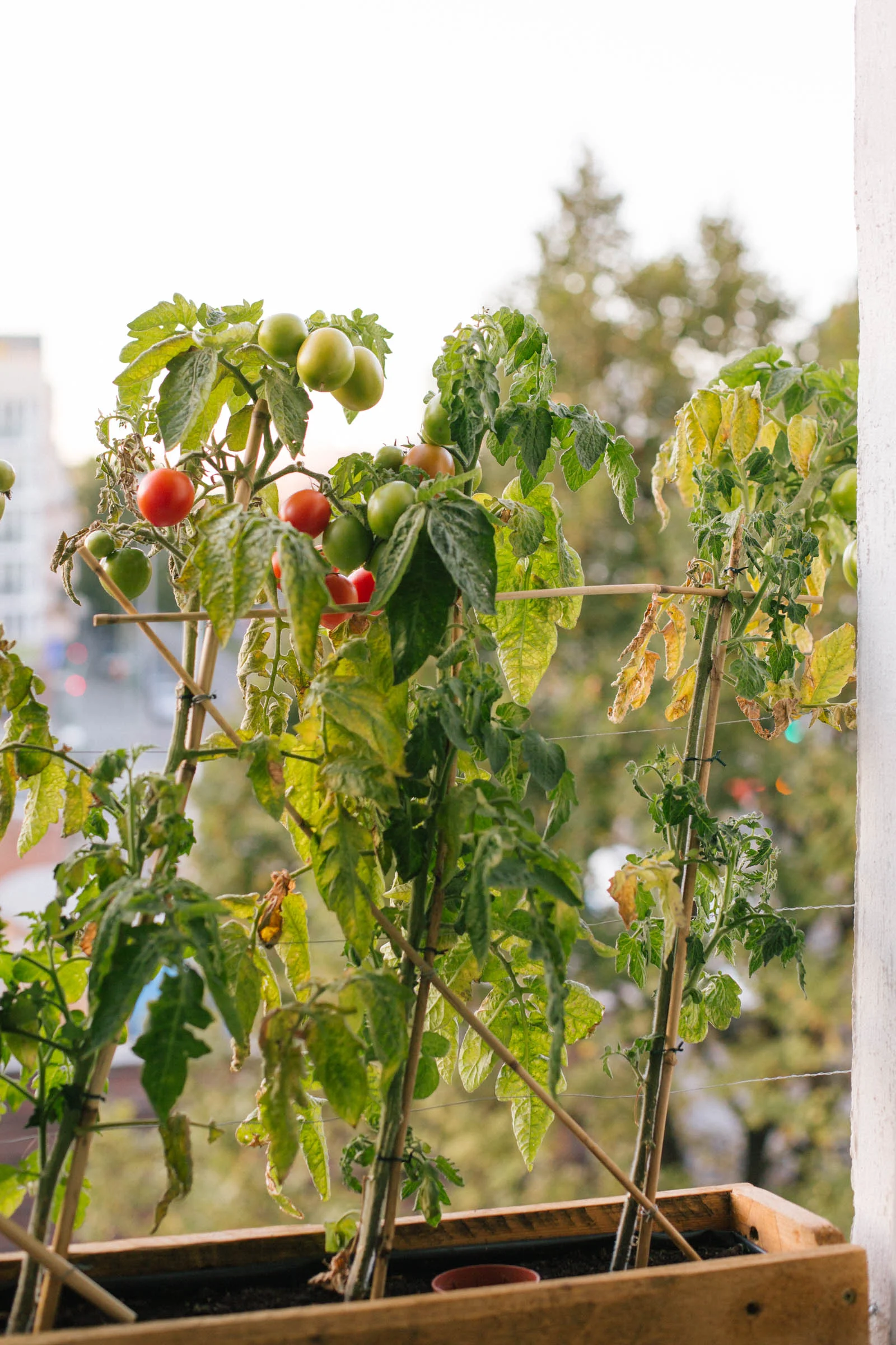 October 2015: The ensuing cold means the tomato leaves are slowly wilting and the fruits don't ripen anymore.