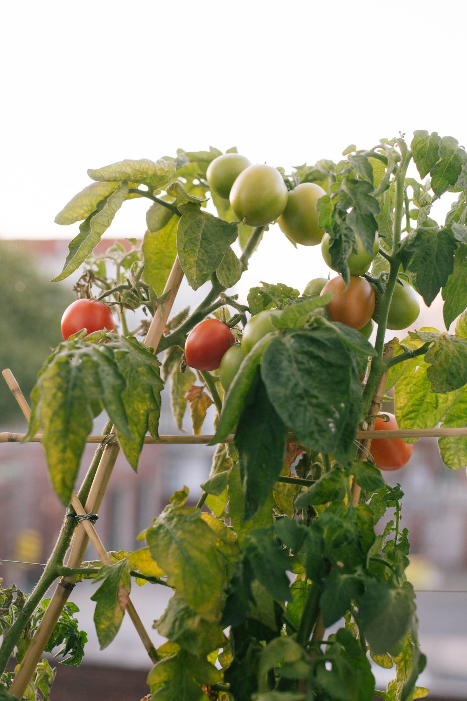 October 2015: The remaining green fruit won't ripen as quickly.