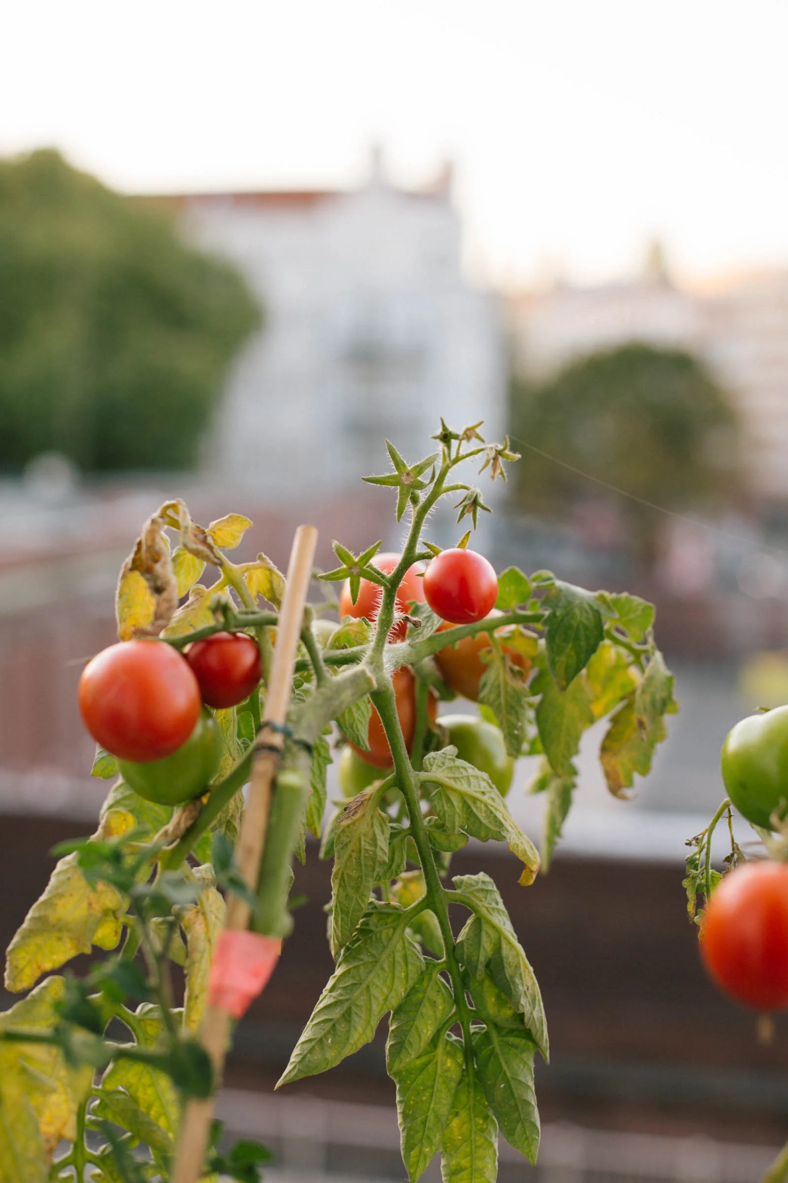 October 2015: The end of the tomato season.