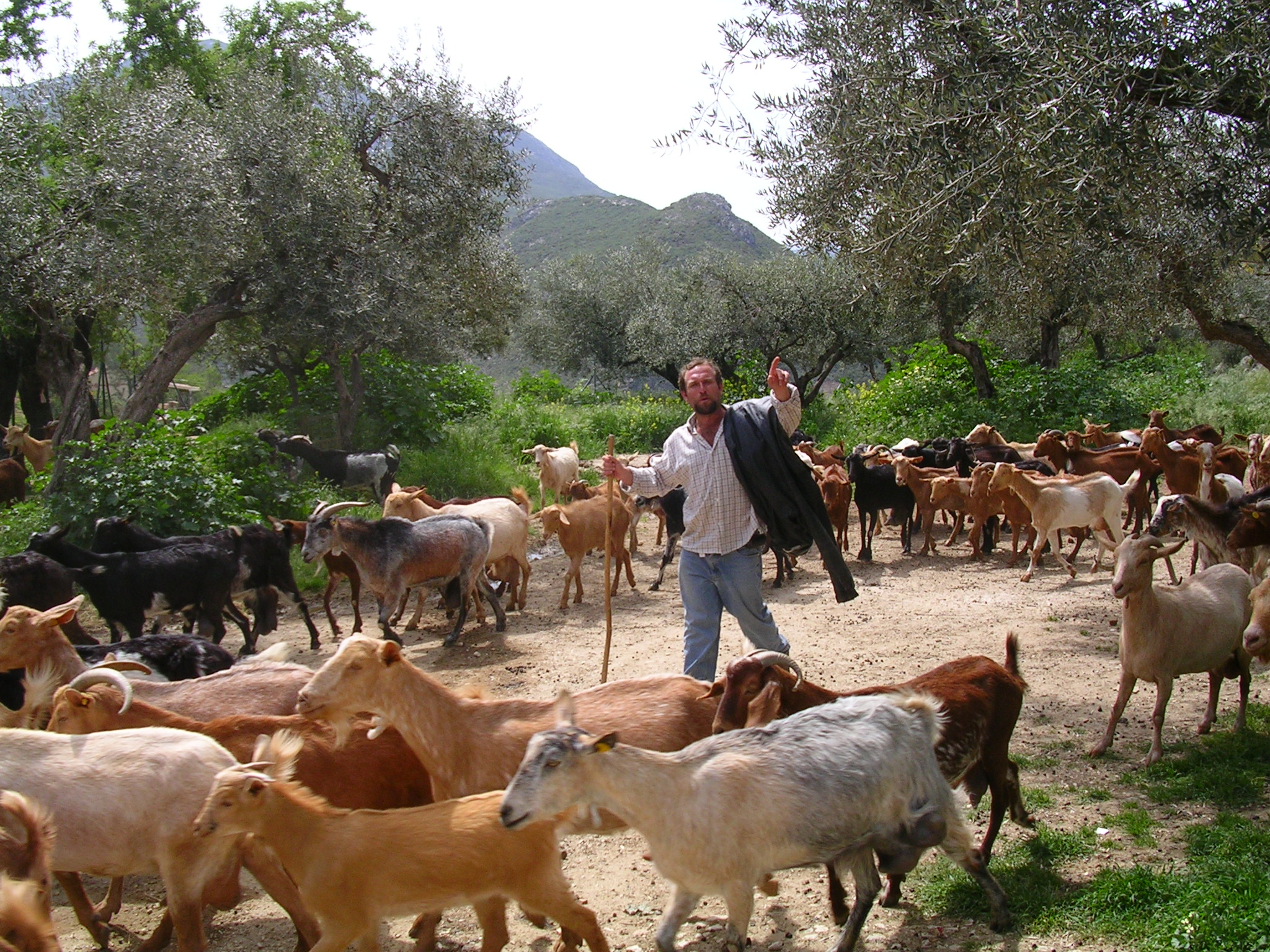 Onze geiten herder 'Manolo'