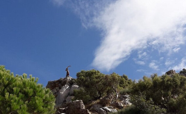 Hike 'Refugio de Juanar' and spot the Ibex ( 10 min)