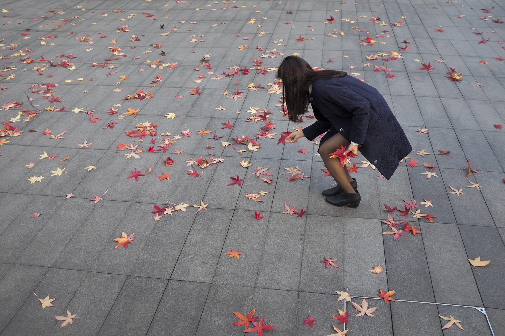 Autumn leaves. Copyright: Mike Kemp