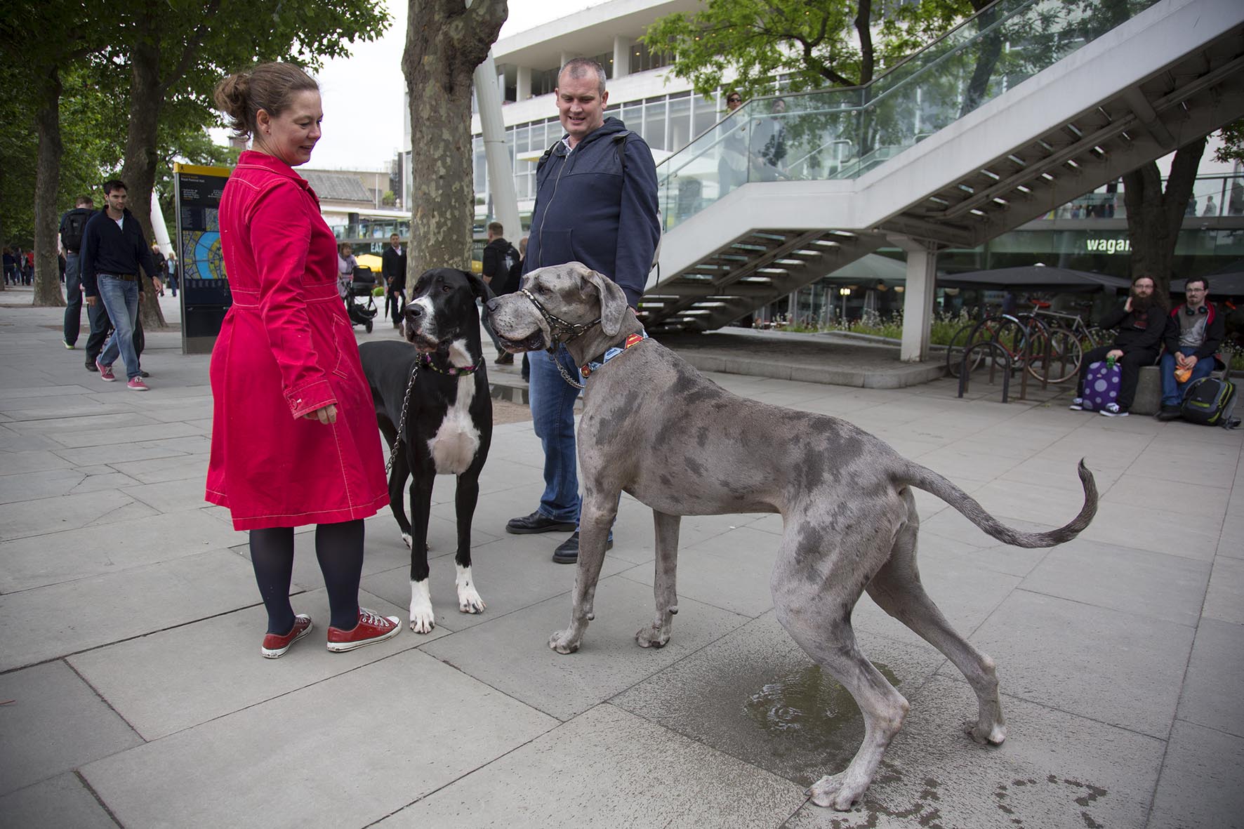 South Bank Great Dane. Copyright: Mike Kemp