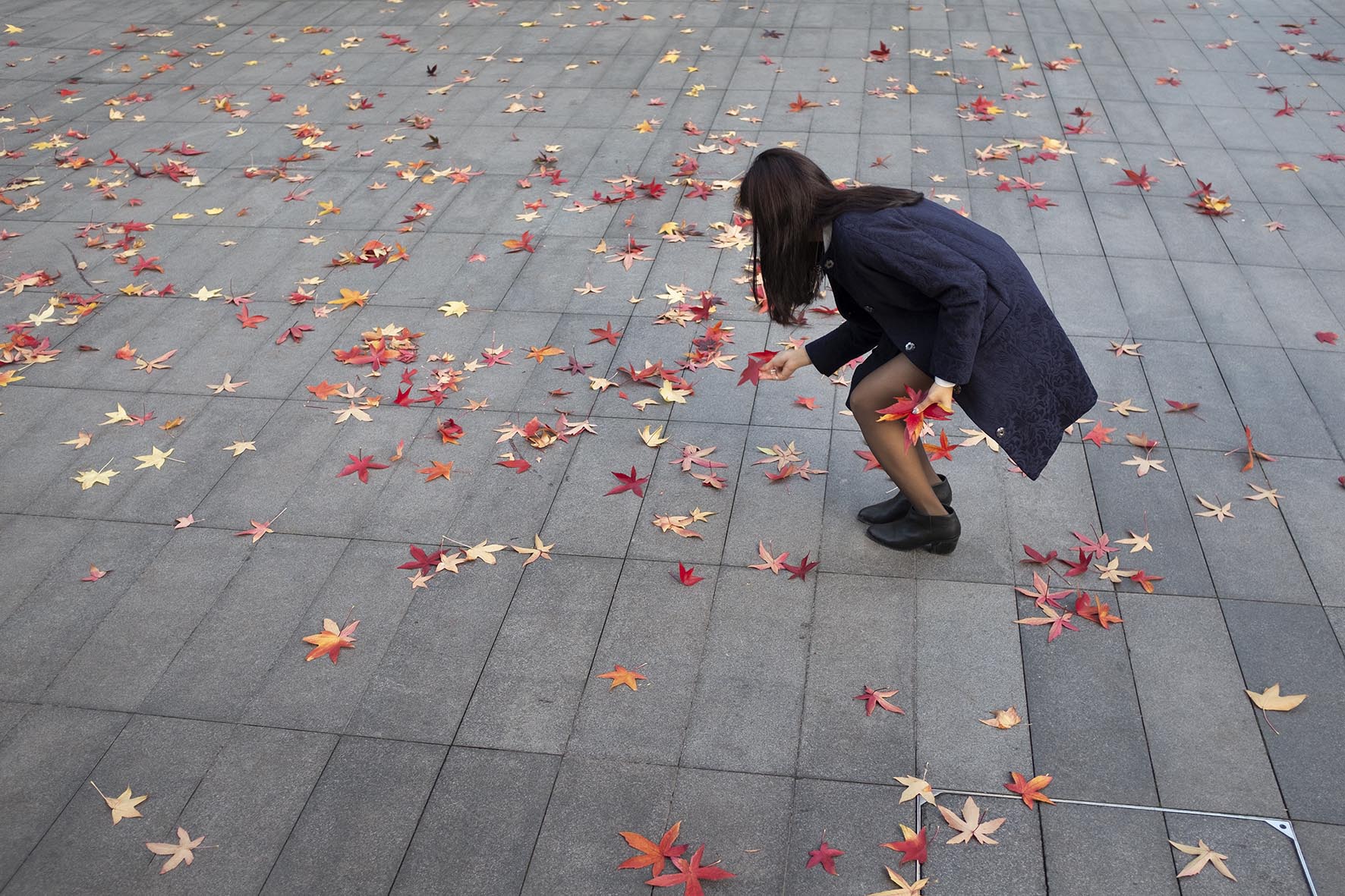 20141129_red autumn leaves_B.jpg